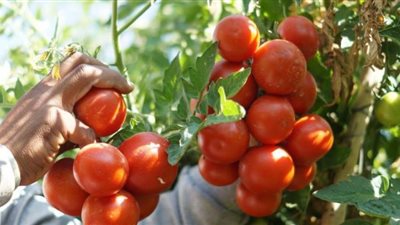 الوادى الجديد تتوسع فى زراعة محاصيل الخضر والأعشاب 