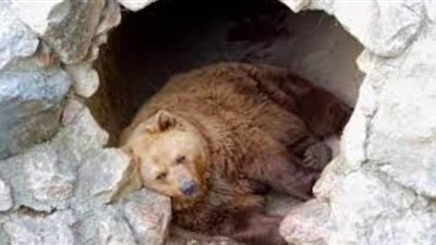 ليس ملكا للدب فقط.. الإنسان أيضا قادر على الدخول في سبات