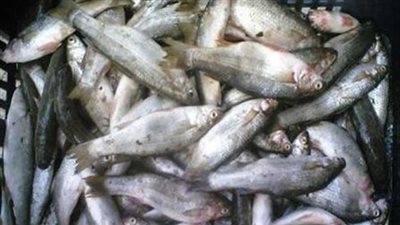 ضبط 876 كيلو أسماك فاسدة بالجيزة