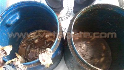 ​بالصور.. إعدام 40 كيلو فسيخ و260 كيلو مخلل بالدقهلية