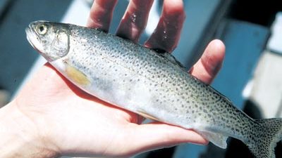 لماذا الأسماك الأفضل لمرضى السرطان؟