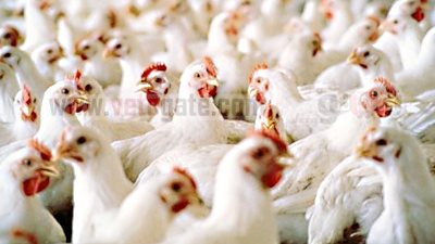 رئيس شعبة الدواجن: الصناعة 