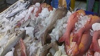 القراميط «شيلان» تسجل 15 جنيهًا بسوق العبور اليوم