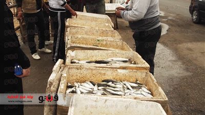 حملات مفاجئة على محال الفسيخ بالإسماعيلية