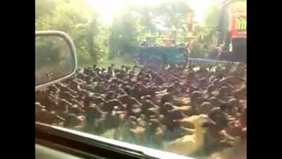 بالفيديو.. 100 ألف بطة تهاجم قرية أفريقية وتشل الحركة المرورية