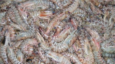 الجمبري الجامبو يسجل 170 جنيهًا بسوق العبور