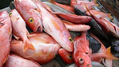 سمك بربون يسجل 20 جنيها بسوق العبور