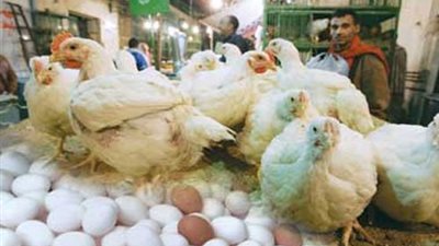 ضخ كميات من الدواجن واللحوم والأسماك بمجمعات الأهرام بأسعار مخفضة