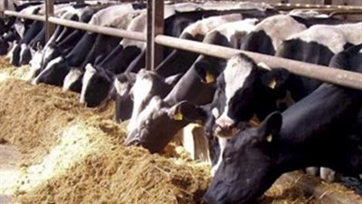 الليثي يبحث مع مصدرى الحيوانات الحية باستراليا إعادة التصدير لمصر