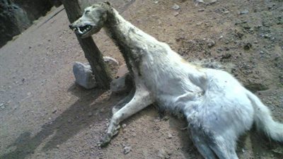 بيطرى الإسكندرية ينفى وجود السلعوة