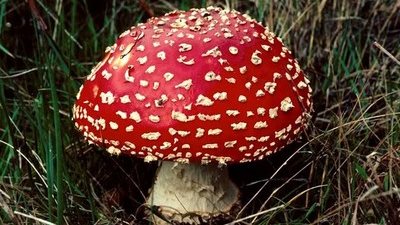 القومي للبحوث: فطريات النباتات تسبب خسائر اقتصادية