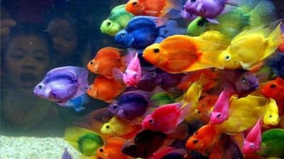 10 أفعال يجب مراعاتها عند التعامل مع «أسماك الزينة»