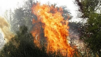 حريق يلتهم 8 أفدنة مزروعة قمح بـ 