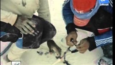 بالفيديو.. «عمرو أديب» يعرض صورًا كارثية لأطفال «المحاجر»