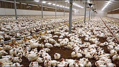 17.5 جنيها سعر كيلو الدواجن بالمزارع و 18.5 لـ