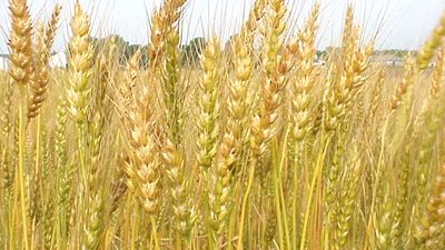 440 ألف فدان قمح بالشرقية