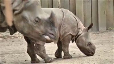 بالفيديو.. حديقة حيوان في بلجيكا تحتفل بولادة وحيد القرن