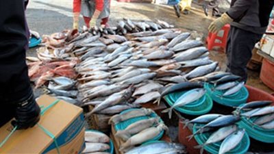 «الجمبرى جامبو» يسجل 185 جنيها بسوق العبور..اليوم