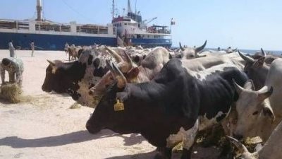 وصول 1490 رأس عجل حية لميناء سفاجا