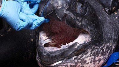 بالصور.. لقطات مرعبة لفم سلحفاة المحيط