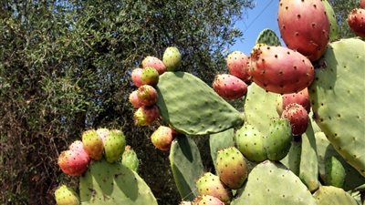 8 فوائد صحية لـ«التين الشوكي»