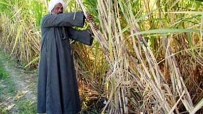 ملخص قرارات الجمعية العمومية غير العادية لجمعية منتجي القصب