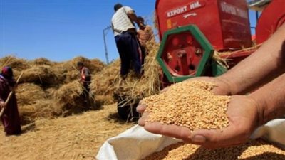 «التموين»: توريد 3 ملايين و978 ألف طن قمح محلي