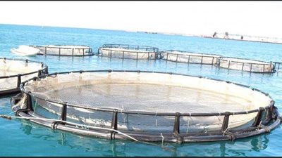 «القومي للبحوث»: الأسماك المستزرعة أفضل من البحرية
