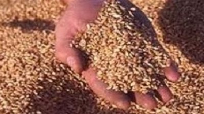 ضبط 12 طن قمح فاسد قبل توريدها لشون ديروط في أسيوط