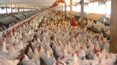 «شعبة القاهرة»: 15 جنيها سعر كيلو الدواجن المستوردة بدون جمارك