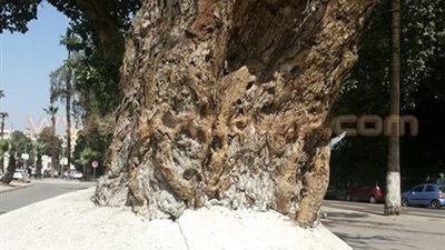 بالصورة.. رئيس أكاديمية البحث العلمي ينعي شجرة