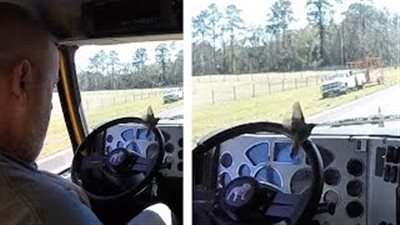 بالفيديو.. عصفور يتسبب في توقف شاحنة ضخمة وإرهاب قائدها