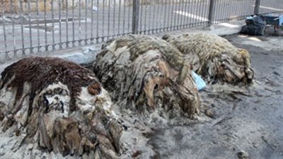 شعبة الدباغة تطالب الحكومة بتحديد التزاماتها بشأن النقل للروبيكي