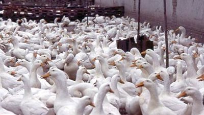 «الدواجن» تطالب «الزراعة» بفتح باب استيراد «البط» قبل شهر رمضان