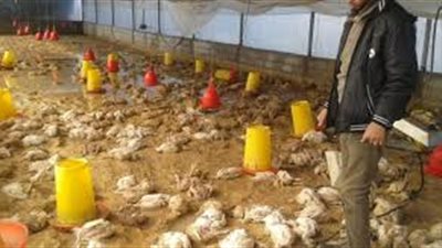 بعد نفوق الدواجن في الغربية.. أصحاب المزارع يتظاهرون ويهددون بالاحتجاج العام.. ويؤكدون: ارتفاع الأسعار «خراب بيوت».. الكيلو وصل إلى 24 جنيها.. و«المواطن بطل يشتري».. و«الأدوية