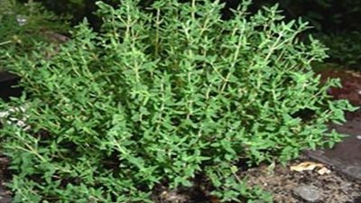 7 فوائد طبية وجمالية لـ«الزعتر الأخضر»