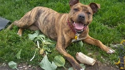 بالصور.. كلبة وحيدة في بريطانيا يرفض تربيتها 18 ألف شخص