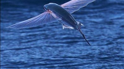 بالصور.. «أسماك طائرة» ترتفع 200 متر فوق سطح الماء