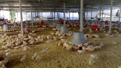 إخماد حريق بمحيط مزرعة دواجن بقرية أولاد حمام بدمياط