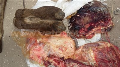 بالصور.. هروب جزار يبيع لحم جمل نافق استهدفته حملة أمنية بسوهاج