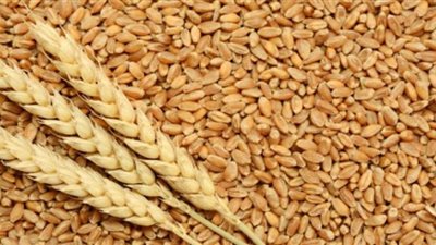 توريد 267 ألف طن قمح لشون وصوامع الوادى الجديد