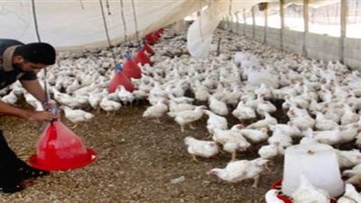 طلب إحاطة لدعم صغار مربي الدواجن