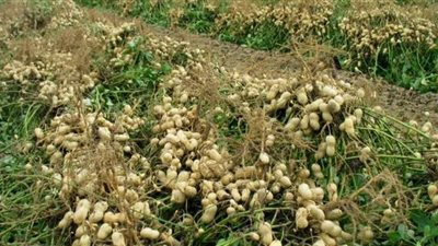 توسعات فى زراعة الفول السوداني بالوادى الجديد