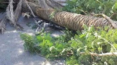 الاستماع للشهود في واقعة سقوط نخلة علي حفار بحملة إزالة بالجيزة