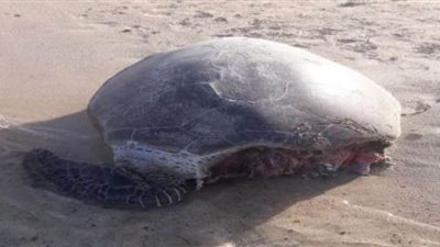 حقيقة رصد سلحفاة نافقة بساحل محمية وادي الجمال بالبحر الأحمر | صور