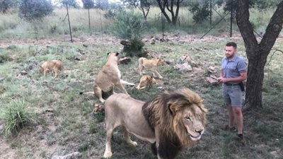 تحذير بريطاني من خطر 3 أوبئة مصدرها عظام الأسود