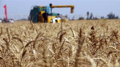 توريد 181 ألف طن قمح بالقليوبية