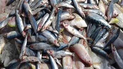 حجز مدير ثلاجة لحيازته 12 طن أسماك فاسدة في السلام
