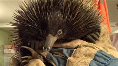 بعد أن علق لمسافة 10 كم بمحرك سيارة.. نجاة حيوان آيكيدنا في أستراليا | صور