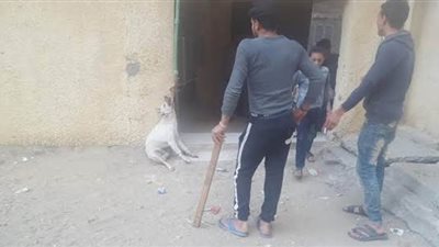النيابة تفحص فيديو قيام عاطل بتعذيب كلب في العجوزة